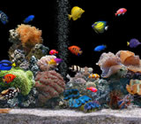 aquario-no-Cursino