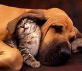 hoteis-para-caes-e-gatos-no-Cursino